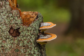 Mushrooms growing on a old stump in the autumn forest. Nature scenery. Closeup