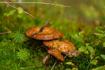 Mushrooms growing in the autumn forest. Nature scenery. Closeup