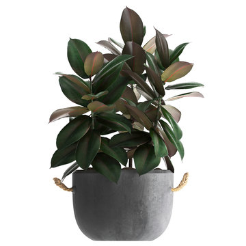 Ficus tree isolated on white background