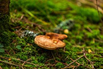 Mushrooms growing in the autumn forest. Nature scenery. Closeup
