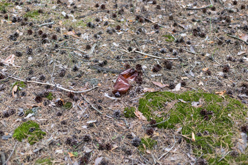 Brown plastic bottle on the ground in a pine forest.