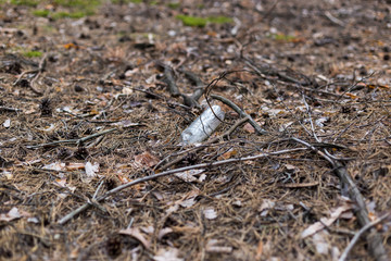 White plastic bottle on the ground in a pine forest.