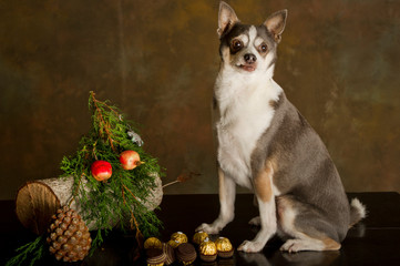 Portrait of a small dog with Christmas ornaments