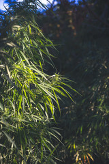 A cannabis plant, a marijuana bush in the countryside