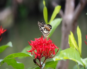 butterfly, insect, flower, nature, summer, green, macro, garden, beautiful, yellow, wings, flowers, wing, colorful, black, orange, purple, color, outdoors, white, beauty, monarch, closeup, fly, animal