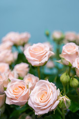 Obraz na płótnie Canvas Beautiful bushy delicate light pink roses on a light blue background. Artistic blur.