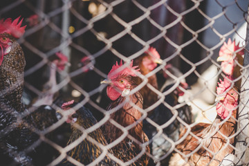 Chickens on the farm. Toned, style, color photo.