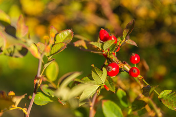 Natural fruits of red rosehip in the autumn. Nature scenery. Closeup