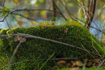 Old tree stump covered with moss in the forest, beautiful landscape, closeup