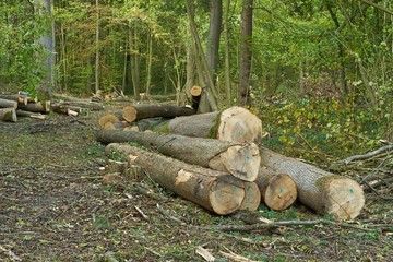 Forestry and logging. Felled ash trees and other woods in the forest. Pile of tree trunks
