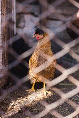 Chickens on the farm. Toned, style, color photo.