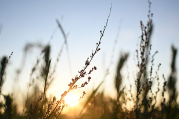 Obraz premium Golden hour plants