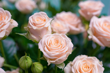 Beautiful bushy delicate light pink roses on a light blue background. Artistic blur.
