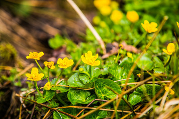Beautiful colorful flower in the forest. In spring.Nature scenery. Closeup