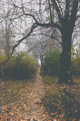 Autumn landscape. Trees in old abandoned park in foggy weather. A path through the park.