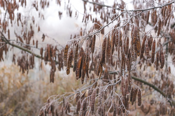 Acacia seeds covered with frost on a branch