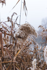 Reeds by the river covered with hoarfrost