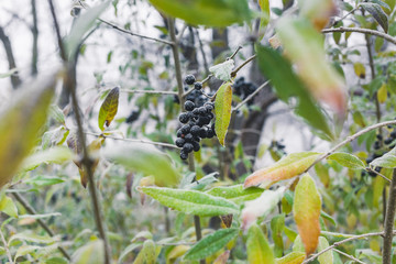 Poisonous black berries on the bush covered with hoarfrost