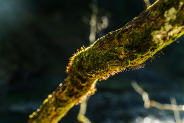 Old tree branch covered with moss in the forest, beautiful landscape, closeup