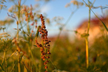 Plants