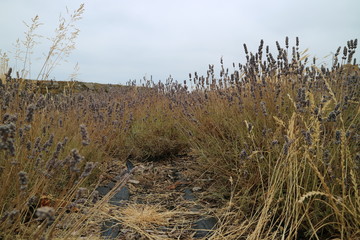 Obraz premium grass and sky