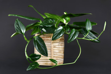 Tropical 'Monstera Standleyana', also called 'Philodendron Cobra' house plant with narrow dark green leaves with white variegation on dark black background