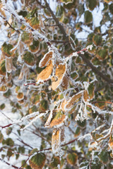 Linden leaves covered with frost