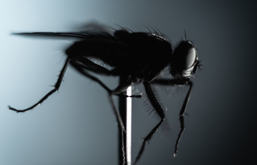 macro of a fly on degraded blue background