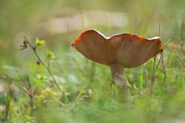 Closeup of isolated mushroom in a meadow