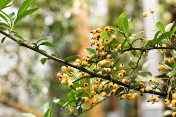 Yellow berries