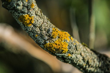Old tree branch covered with moss in the forest, beautiful landscape, closeup