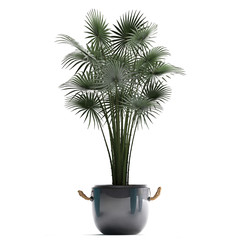 palm trees in a pot on a white background