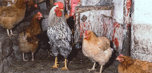 Chickens on the farm. Toned, style, color photo © BearOK