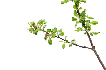 Young apple tree isolated on white background.