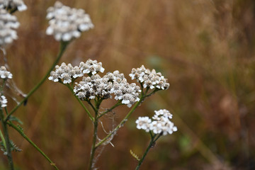 White flowers