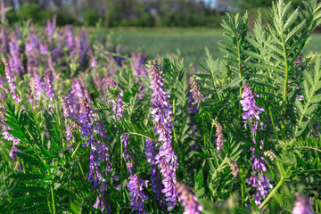 Vicia cracca - beautiful springtime field flowers.