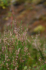 Simplicity of Nature
