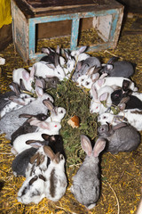Breeding a large group of rabbits in a small shed.