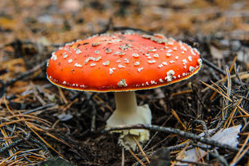  fly agaric in the autumn forest