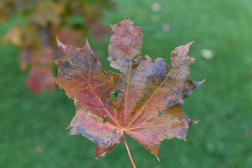 Maple Leaf