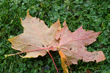 Water droplets on leaves
