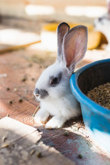 Breeding a large group of rabbits in a small shed.