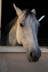 Portrait of a white horse at the window