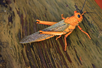 Saltamontes