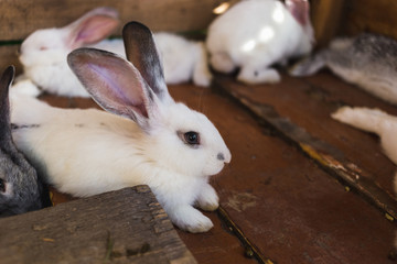 Breeding a large group of rabbits in a small shed.