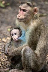 Obraz premium A Portrait of The Rhesus Macaque Mother Monkey Feeding her Baby and showing emotions