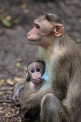 Fototapeta premium A Portrait of The Rhesus Macaque Mother Monkey Feeding her Baby and showing emotions