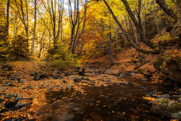 Autumn landscape beautiful colored trees over the river, glowing in sunlight. wonderful picturesque background.