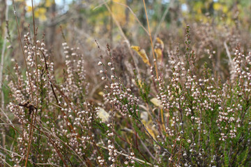 Fototapeta premium Simplicity of Nature