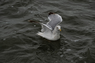 dirty seagul